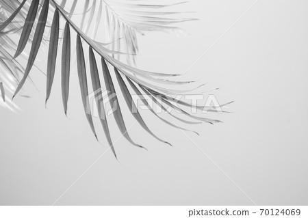 Abstract gray shadow background of palm leaves, Abstract gray shadow background of palm leaves, 70124069
