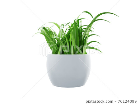Decorative houseplant of small green plant 70124099
