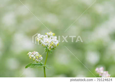 蕎麥花 70124624