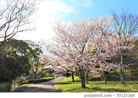 Kishiwada / Tonboike Park Spring scenery 70125160