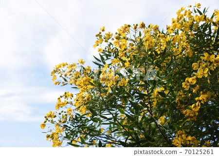 Hanasena (Senna alata) 70125261