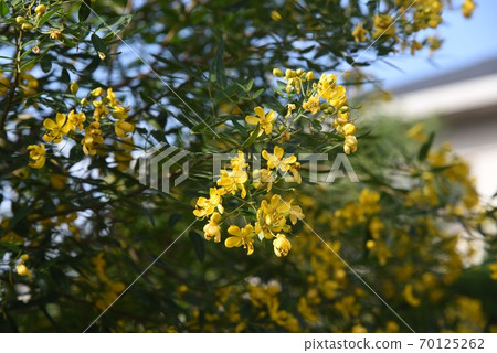 Hanasena (Senna alata) 70125262