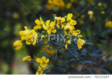 哈娜·塞納(Hana Senna) 哈娜·塞納(Hana Senna) 70125267