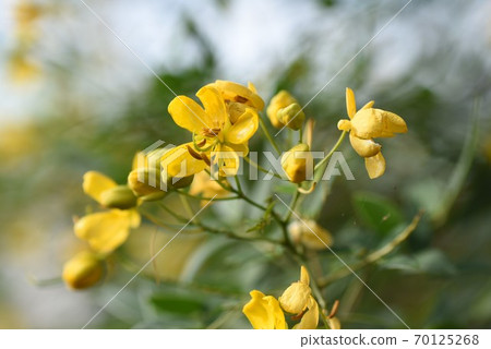 哈娜·塞納(Hana Senna) 哈娜·塞納(Hana Senna) 70125268