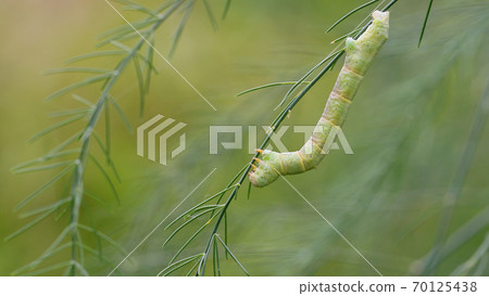 Inchworm eating asparagus leaves Inchworm eating asparagus leaves 70125438