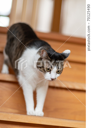 Cat getting off the stairs 70125490