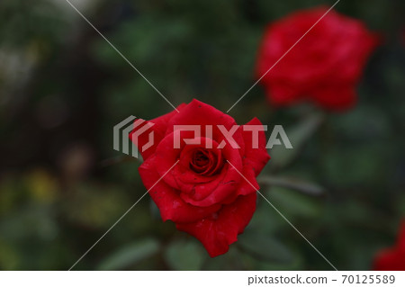 荒尾市，Ara Omoya市民的花壇，玫瑰花， 70125589