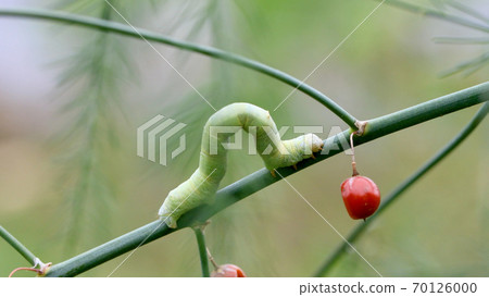 蘆筍樹枝上爬行的昆蟲 蘆筍樹枝上爬行的昆蟲 70126000