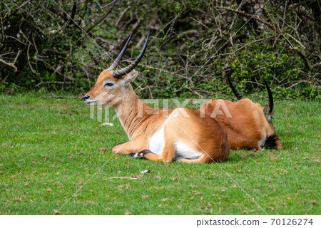 Sitatunga or marshbuck antelope 70126274