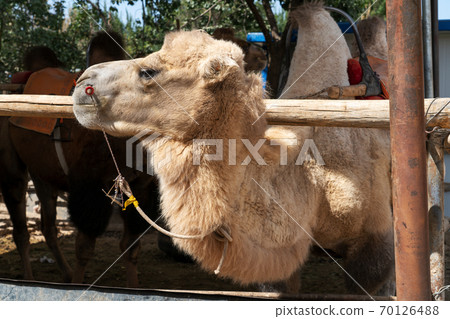 Camels farm, breeding shed in the rural farm. 70126488