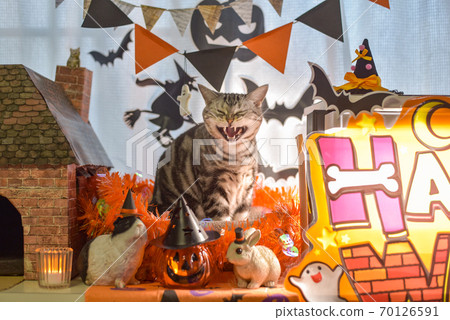Cats enjoying Halloween Cats enjoying Halloween 70126591