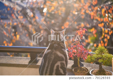 A cat hunting for autumn leaves on the veranda in autumn A cat hunting for autumn leaves on the veranda in autumn 70126593