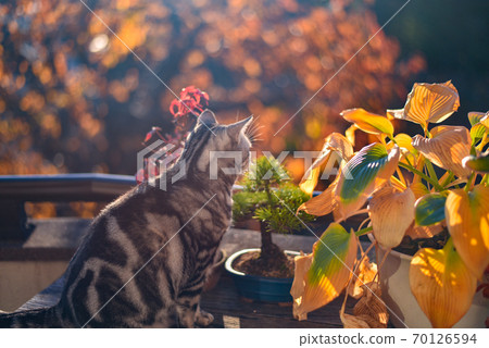 A cat hunting for autumn leaves on the veranda in autumn A cat hunting for autumn leaves on the veranda in autumn 70126594