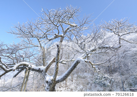 金剛王櫻花 70126618