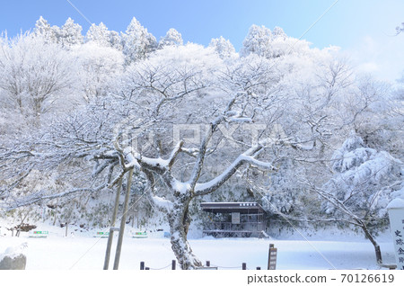 金剛王櫻花 70126619