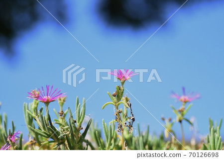 Matsubagaki (pine needle) 70126698