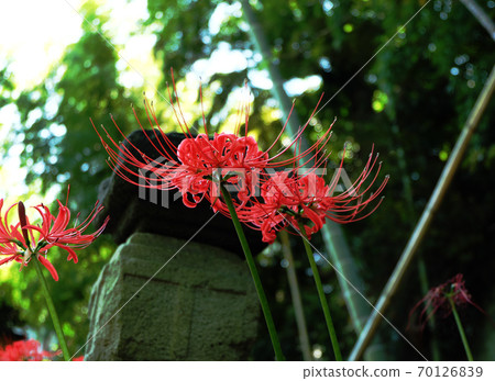 Red spider lilies blooming in a bamboo forest 70126839