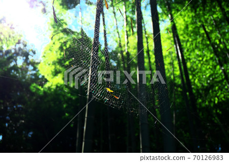 Spider web in a bamboo grove Spider web in a bamboo grove 70126983