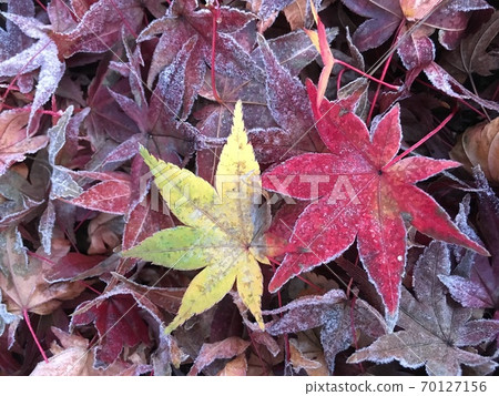落葉 70127156