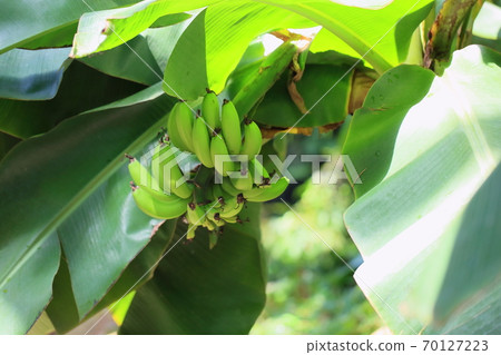 Banana fruit 70127223