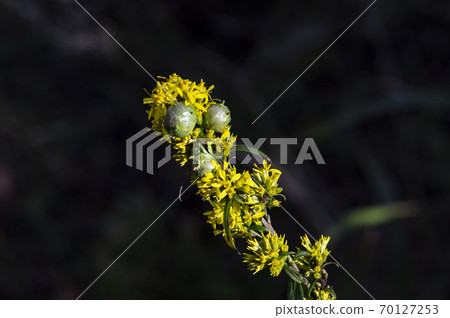 Korean Wildflowers & Wild Flowers Korean Wildflowers & Wild Flowers 70127253