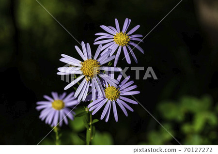 Korean Wildflowers & Wild Flowers Korean Wildflowers & Wild Flowers 70127272