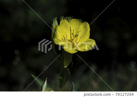 Korean Wildflowers & Wild Flowers Korean Wildflowers & Wild Flowers 70127284