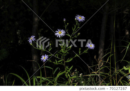 Korean Wildflowers & Wild Flowers Korean Wildflowers & Wild Flowers 70127287