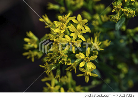 Korean Wildflowers & Wild Flowers 70127322
