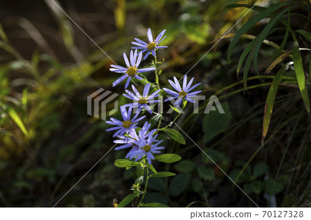 Korean Wildflowers & Wild Flowers Korean Wildflowers & Wild Flowers 70127328