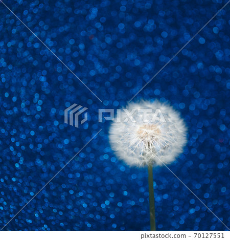 dandelion flower on blue bokeh background dandelion flower on blue bokeh background 70127551