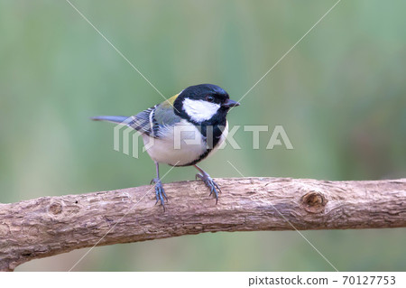 Great tit wild bird Great tit wild bird 70127753