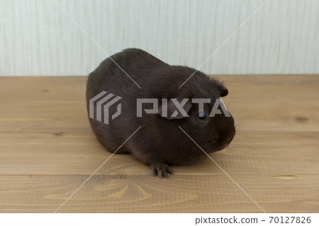 Portrait of a chocolate-colored smooth-haired Guinea pig. Close up. 70127826
