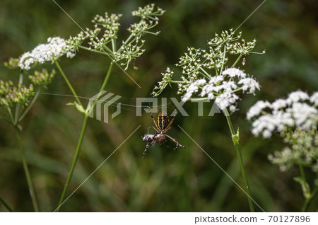 Korean Wildflowers & Wild Flowers Korean Wildflowers & Wild Flowers 70127896