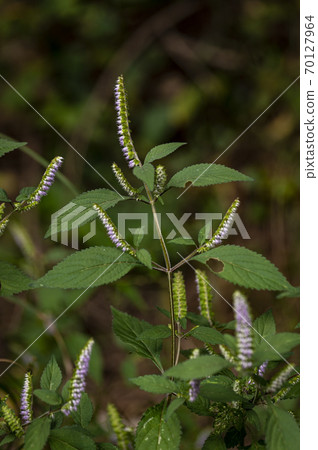 Korean Wildflowers & Wild Flowers Korean Wildflowers & Wild Flowers 70127964