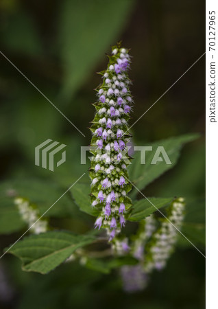 Korean Wildflowers & Wild Flowers Korean Wildflowers & Wild Flowers 70127965