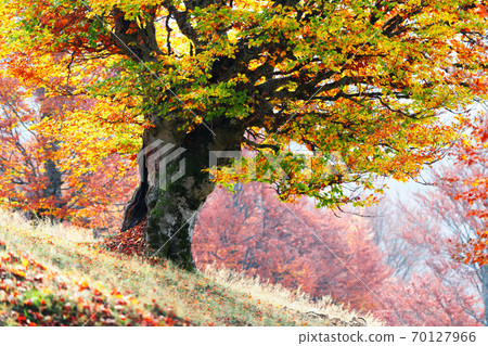 Majestic old beech tree with yellow and orange folliage Majestic old beech tree with yellow and orange folliage 70127966
