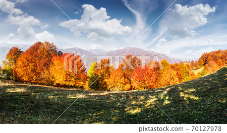Picturesque autumn mountains with red beech forest 70127978