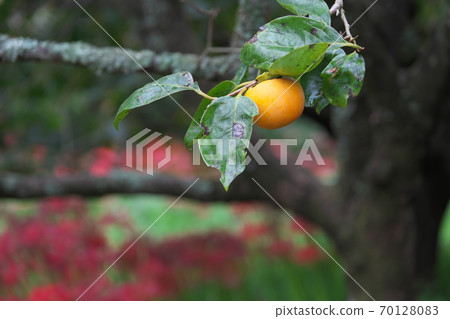 柿果和葉子與Higanbana在背景中 70128083