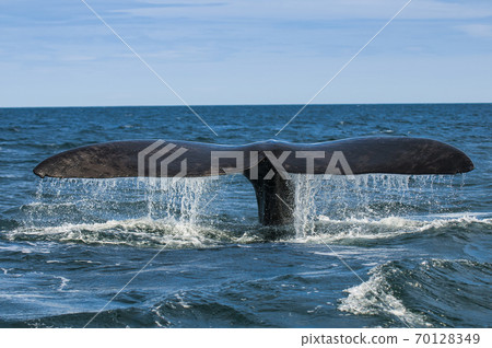 Killer whale hunting sea lions. Killer whale hunting sea lions. 70128349