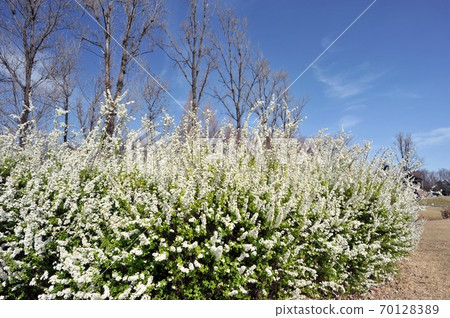白色的雪姬柳花盛開在A之森入間公園的春天的藍天下。 白色的雪姬柳花盛開在A之森入間公園的春天的藍天下。 70128389