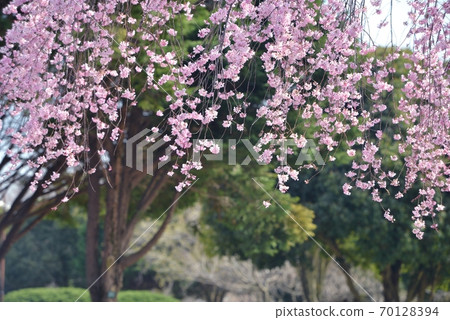 拍攝了彩之森入間公園,背景為常綠喬木,垂下垂垂的垂枝櫻花的粉紅色花朵。 拍攝了彩之森入間公園,背景為常綠喬木,垂下垂垂的垂枝櫻花的粉紅色花朵。 70128394