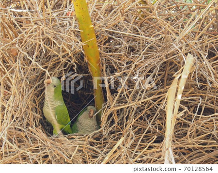 Parrots on the palm tree in its nest 70128564