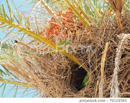 Parrots on the palm tree in its nest 70128565