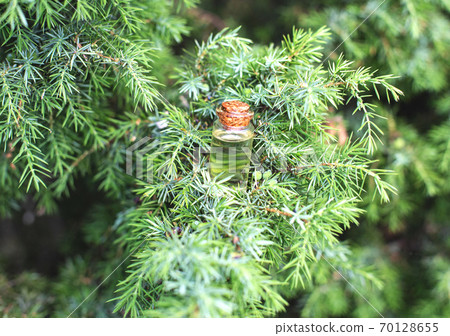 Small bottle with juniper oil on a background of green juniper tree. The concept of the use of juniper oil in medicine and cosmetology 70128655