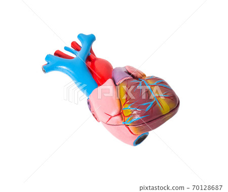 Anatomy of the human heart on a white background. The structure of the heart of man, aorta, pulmonary valve Anatomy of the human heart on a white background. The structure of the heart of man, aorta, pulmonary valve 70128687