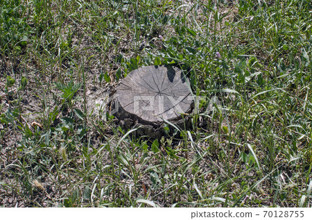 Old wooden stump among green grass. 70128755