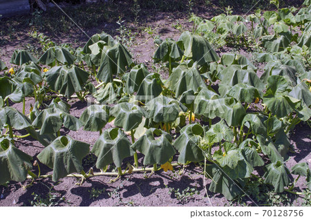 Pumpkin leaves wilted from heat and drought. 70128756