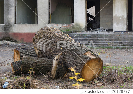 Old tree felled in the yard. 70128757