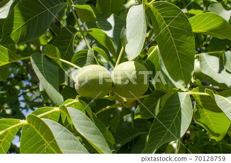 Walnut tree grows awaiting harvest. Walnut tree grows awaiting harvest. 70128759